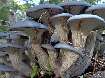 Oyster Mushroom Heirloom & Non-GMO Seeds for planting